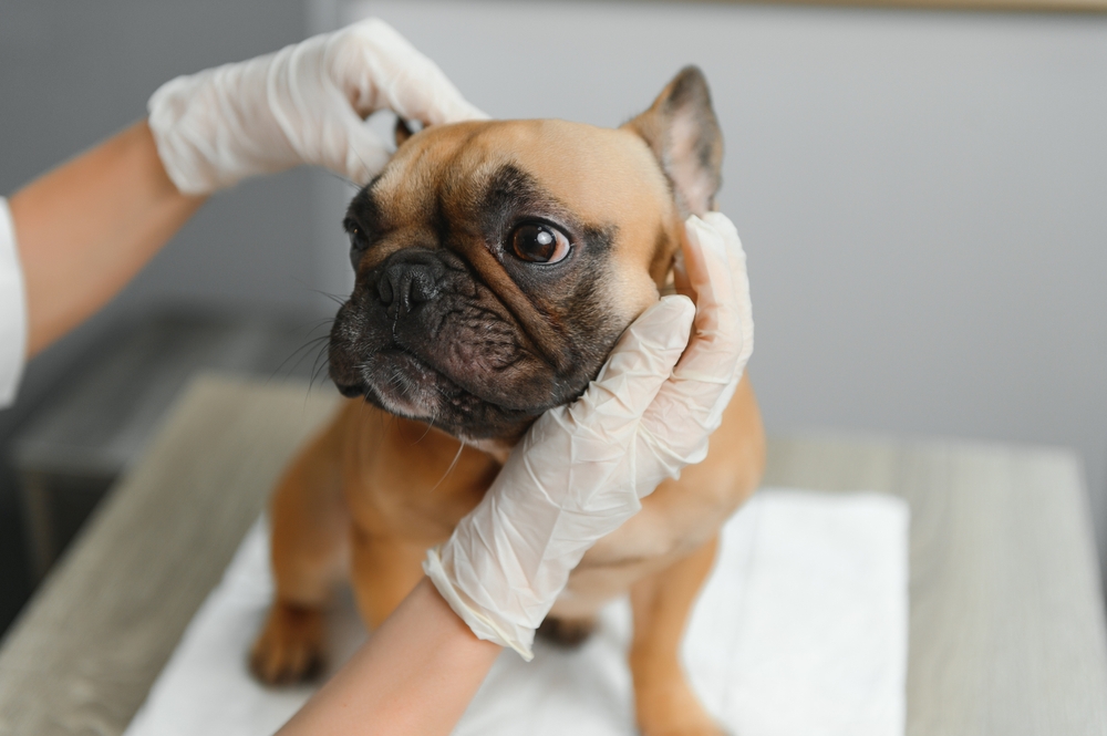 close up of french bulldog dog and veterinarian doctor hand at vet clinic