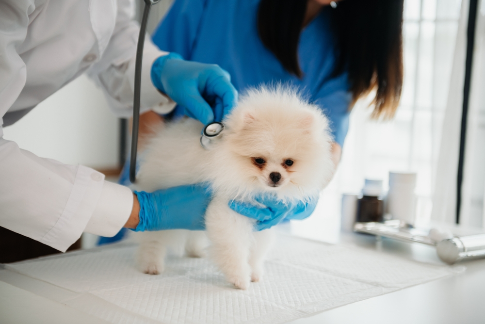 Vets examining a Pomeranian pup for common health issues