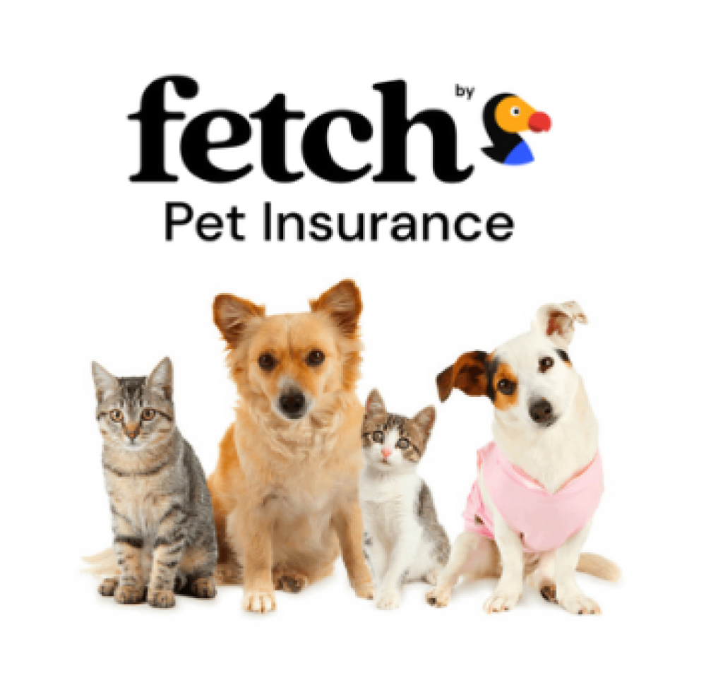 Fetch Pet Insurance, picture with two dogs and two cats
