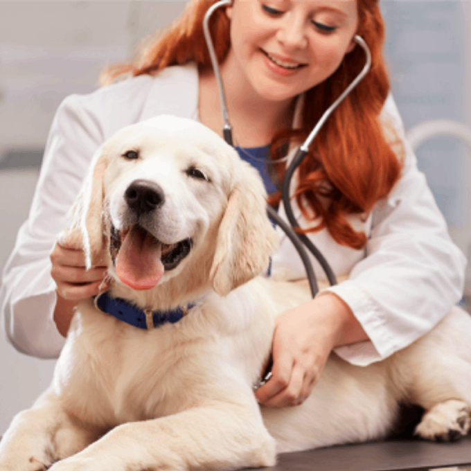 Embrace Pet Insurance vet with dog