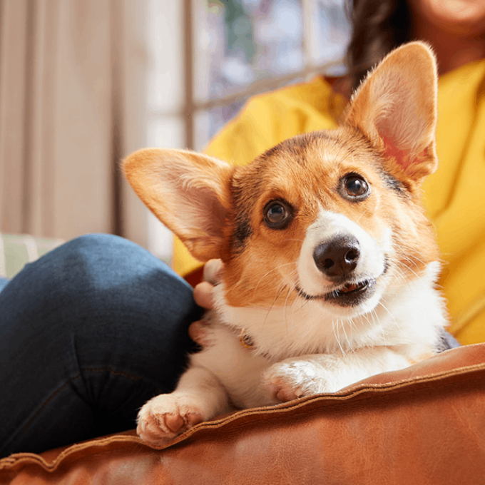 Embrace Pet Insurance for Cats and Dogs