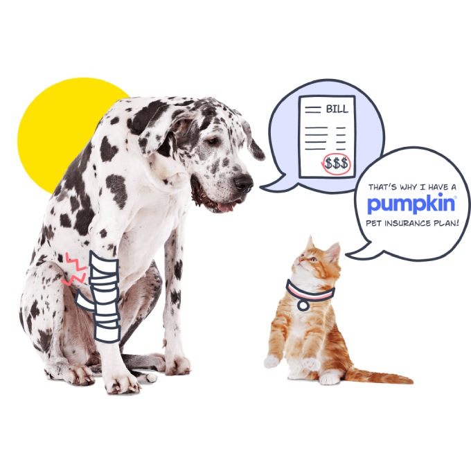 Pumpkin Pet Insurance for Cats, Kittens, Dogs, and Puppies.