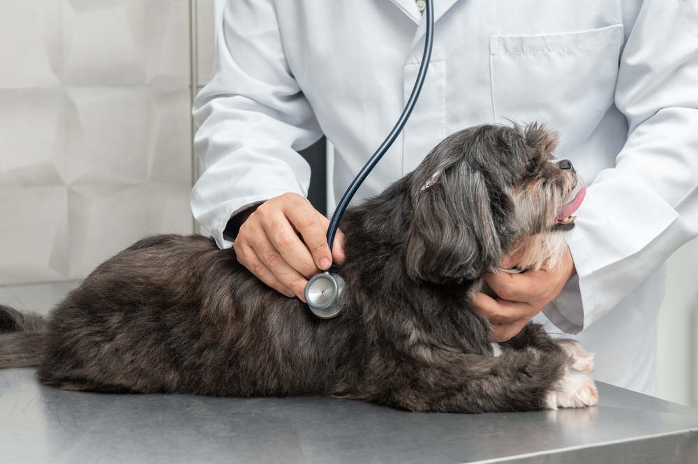 A Shih Tzu dog lying on the table, being examined by a vet for common health issues