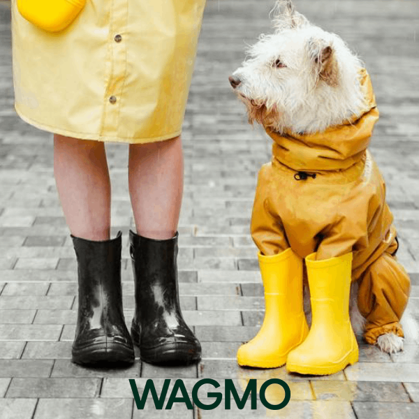a small white dog sitting next to a woman in yellow rain boots