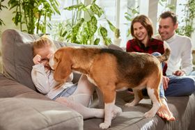 Beagles 101: 6 Common Health Issues & How to Prevent Them