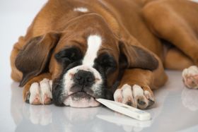 Boxers 101: 5 Common Health Issues & How to Prevent Them