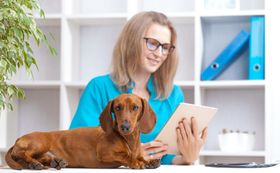 Dachshund 101: 8 Common Health Issues & How to Prevent Them
