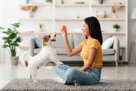 Pet Insurance and Pre-existing Conditions: Expert Insights