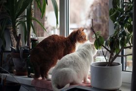 4 Reasons Pet Insurance is Worth Getting for Indoor Cats