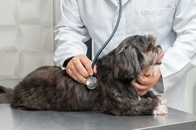 Shih Tzu 101: 6 Common Health Issues Owners Should Know About