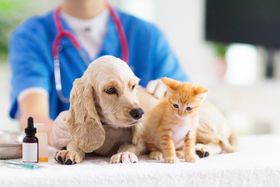 Peace of Mind: 5 Things Covered by Pet Insurance Providers