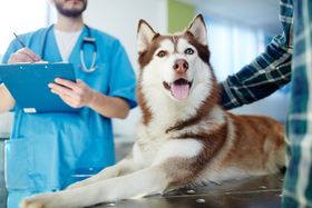 Protect Your Pet: 5 Reasons Why Pet Insurance Is Worth Investing In