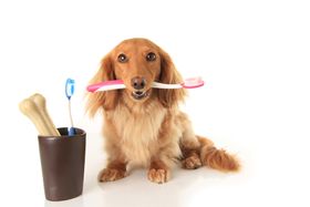5 Best Pet Insurance With Dental Coverage: Nurturing Your Pet’s Teeth