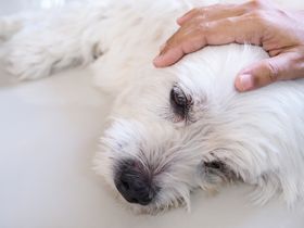 Epilepsy in Dogs: How to Recognize Seizure Signs and Provide Care