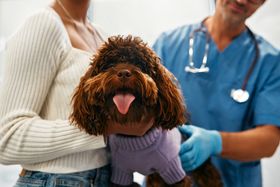 Navigating Poodle Health Issues: Common Ailments and Solutions