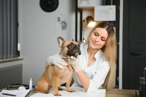 cheerful young veterinary taking care and examining a beautiful pet dog french bulldog Preview Image
