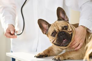 Smiling French bulldog at a vet's office Preview Image
