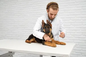 Vet examining a German Shepherd for common health issues Preview Image