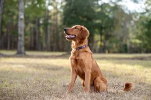 Young golden retriever playing outside. Dog sitting. Preview Image