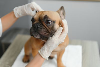 close up of french bulldog dog and veterinarian doctor hand at vet clinic