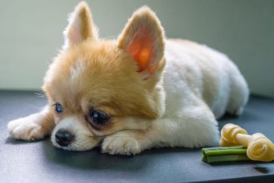 A Pomeranian struggling with tracheal collapse.
