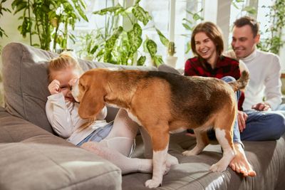 Family playing with a healthy beagle