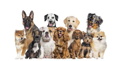 Group of dogs of different sizes and breeds looking at the camera, some cute, panting or happy, in a row, isolated on white