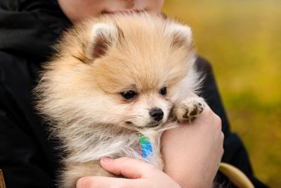 A Pomeranian puppy being held by a new owner - ensuring proper socialization and avoiding common training problems