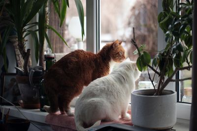  A curious pair of indoor cats looking out of a window, perched on a  windowsill surrounded by houseplants