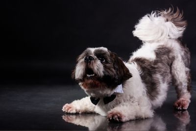 Shih Tzu lying and barking, exhibiting a common behavior that can become an issue down the line