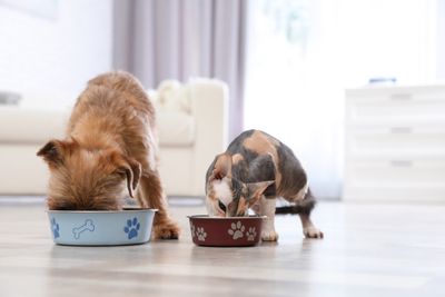 A dog and a cat eating out of bowls, both protected by pet insurance