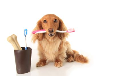 a dog sitting next to a cup with toothbrushes in it