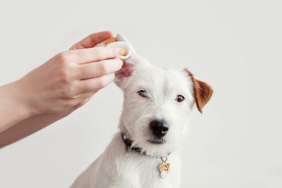A white dog getting its ear brushed to avoid infection.