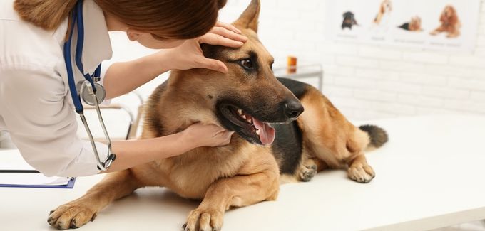 Professional veterinarian examining a German Shepherd for hypothyroidism