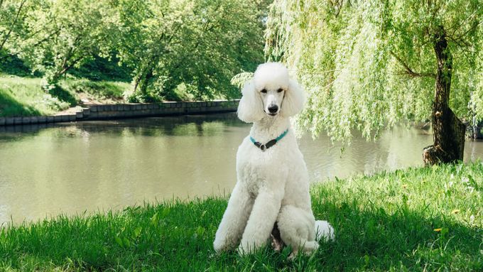 A white poodle sitting in the grass next to a river.