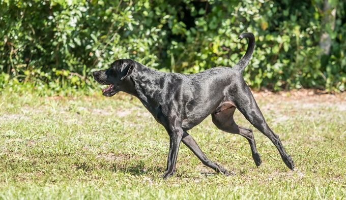 Black short haired labrador retriever mix running. Side angle view.
