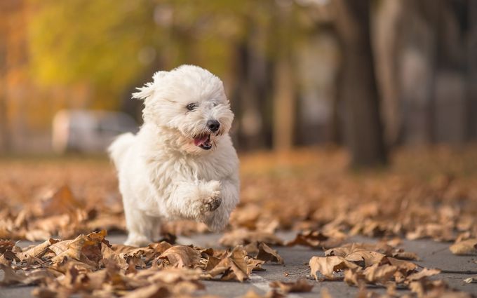 Little white dog run in park - autumn portrait