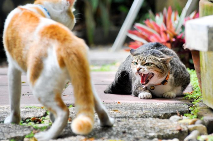 Two cats in a confrontation spiking anxiety