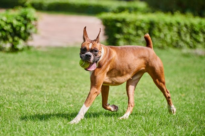 Boxer adult dog full height portrait with wrinkled face, brown white coat color runs on green grass summer lawn outdoor