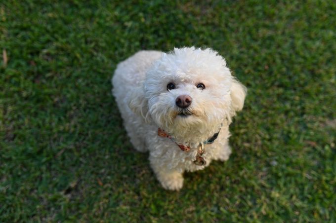 A close-up shot of a white Bichon Frise looking up