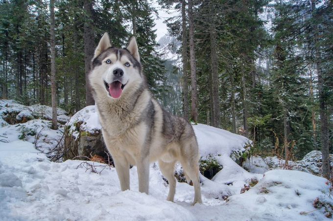 Husky dog in the winter forest