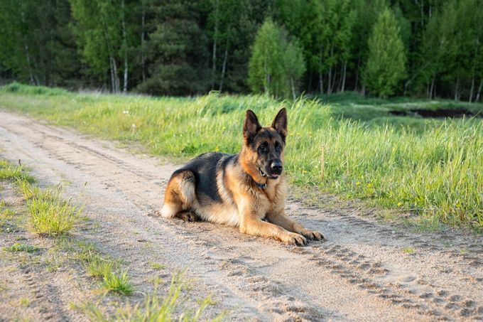 German Shepherd Dog Health Issues