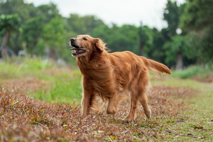 Golden Retriever - Most Popular Dog Breeds