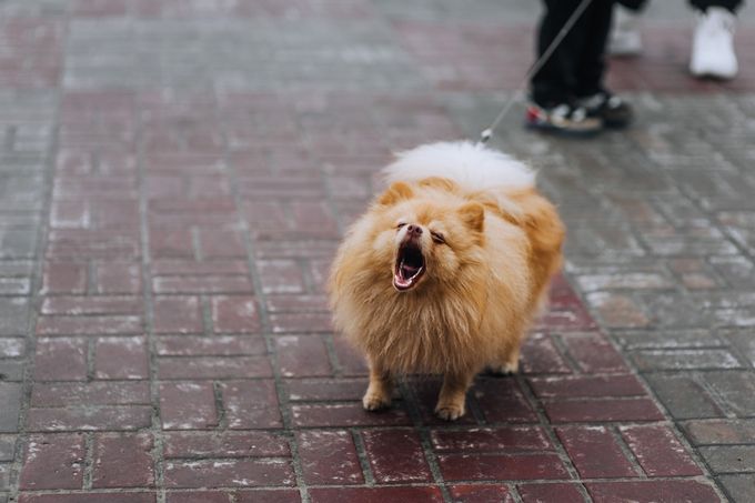 A Pomeranian dog barking at a passer by, exhibiting a common behavioral problem