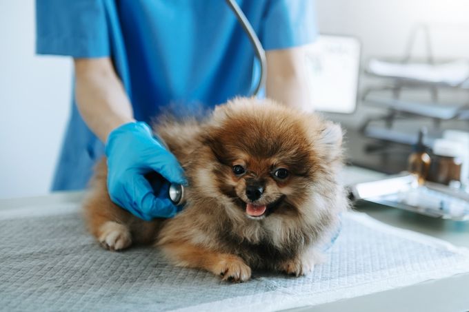 A vet listening for a heart murmur in a Pomeranian to identify PDA