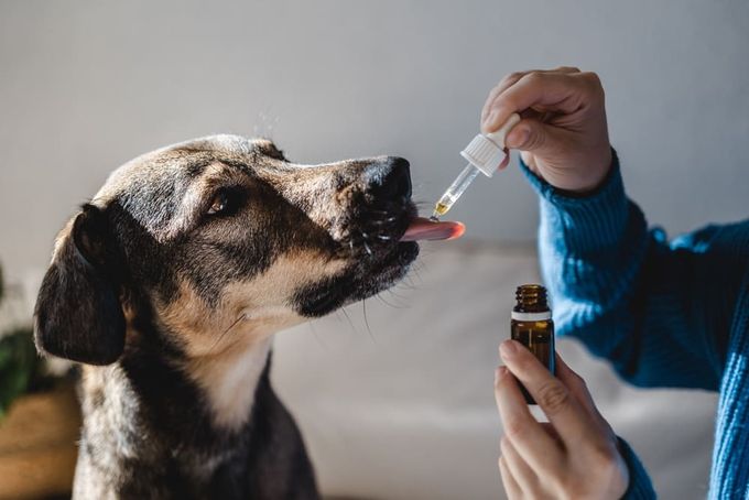 A dog licking hemp oil.