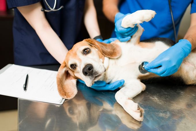 Beagle with Epilepsy Being Examined by a Vet