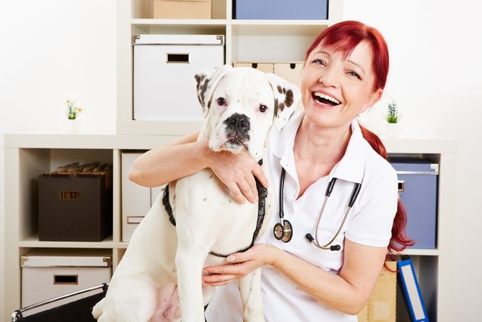 Happy veterinarian with a boxer dog in her clinic