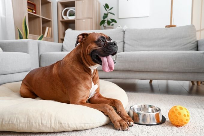 Boxer dog lying on pet bed at home