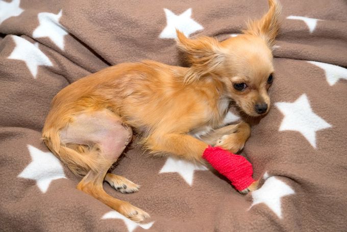 A Chihuahua lying on bed, its leg wrapped in red bandage - recovering from luxating patella surgery